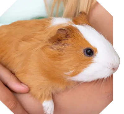 dog banner image