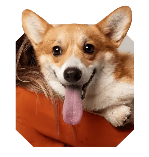 dog banner image